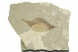 Detailed Fossil Leaf (Populus) - Green River Formation, Utah #356118-1